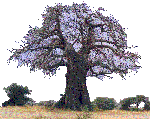 Baobab - Rhodesia